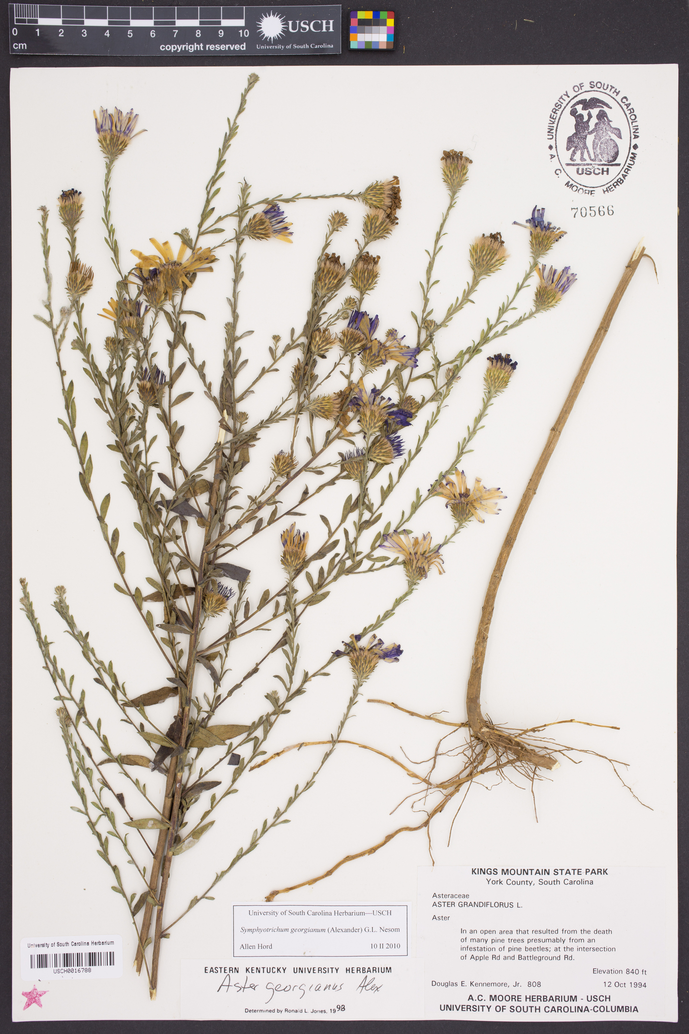 Symphyotrichum georgianum image