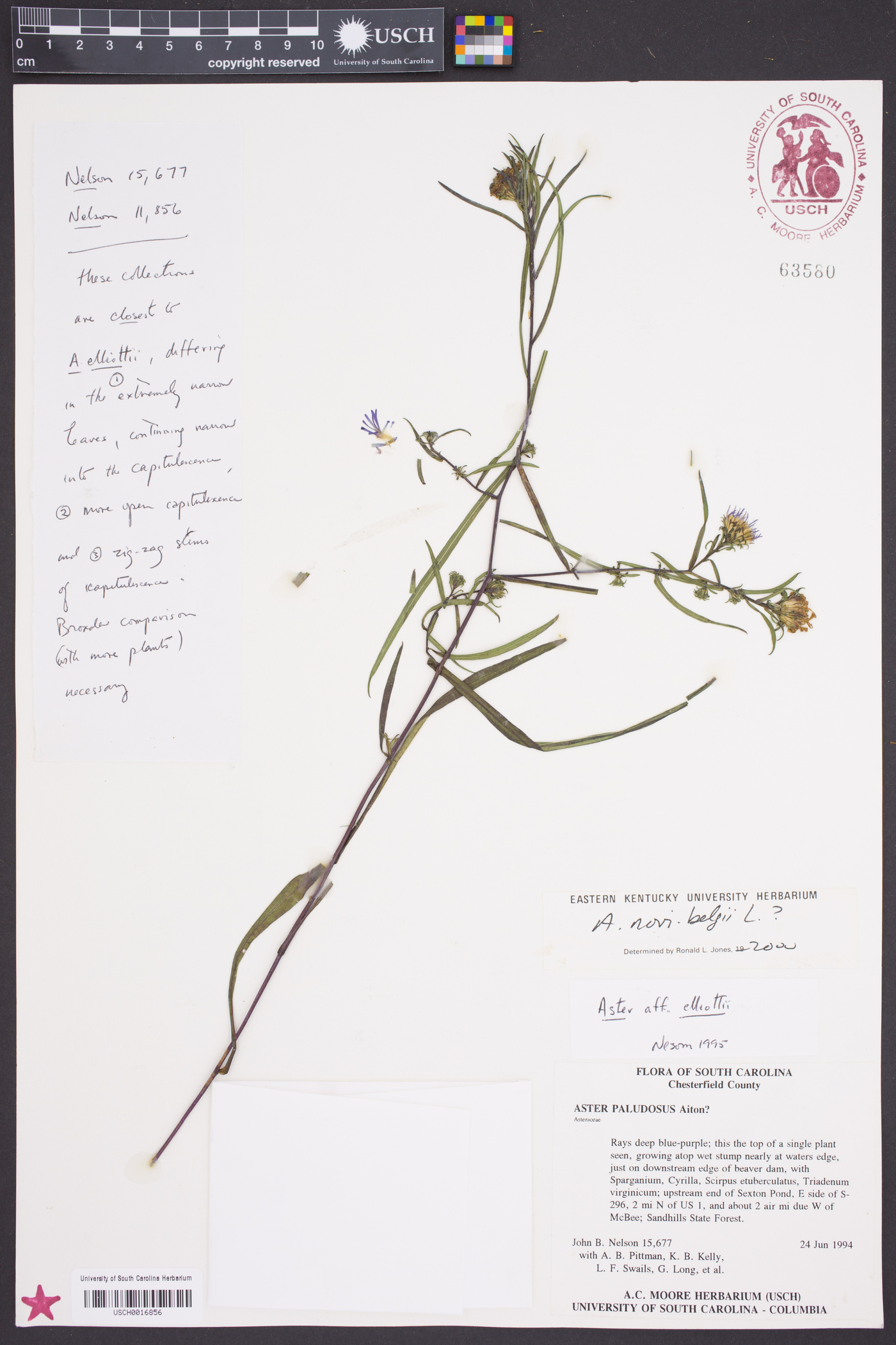 Symphyotrichum novi-belgii var. elodes image
