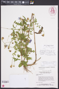 Symphyotrichum patens image