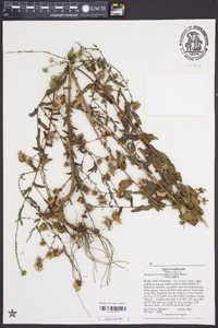 Symphyotrichum patens image