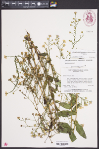 Symphyotrichum patens var. patens image