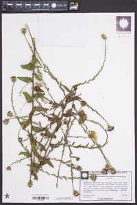 Symphyotrichum patens image