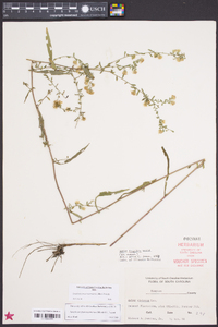 Symphyotrichum racemosum image