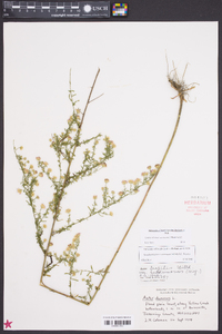 Symphyotrichum racemosum image