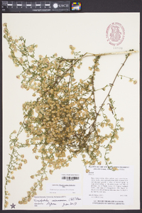 Symphyotrichum racemosum image