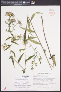 Aster retroflexus image