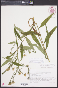 Aster retroflexus image