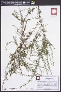 Symphyotrichum pilosum var. pilosum image