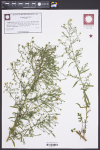 Symphyotrichum pilosum var. pilosum image