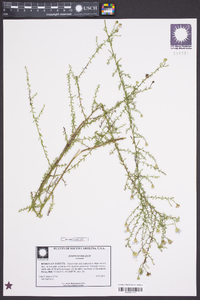 Symphyotrichum dumosum var. dumosum image