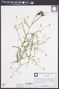 Symphyotrichum dumosum var. dumosum image