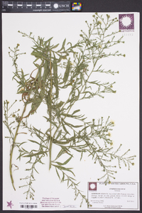 Symphyotrichum pilosum var. pilosum image