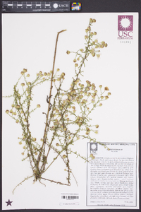 Symphyotrichum dumosum var. dumosum image