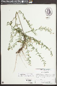 Symphyotrichum racemosum image