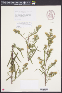 Aster elliottii image