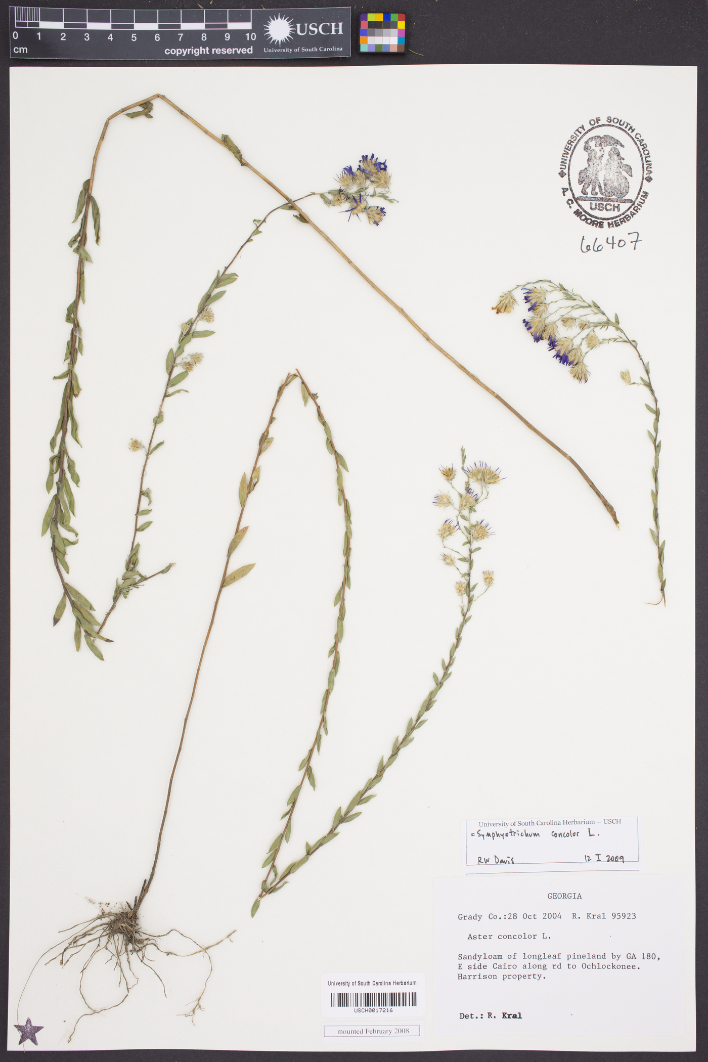 Symphyotrichum concolor image