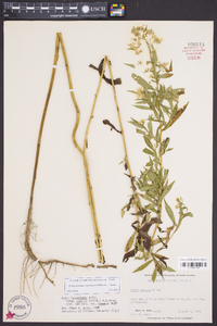 Symphyotrichum lanceolatum var. lanceolatum image