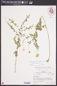 Aster gracilis image