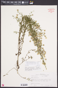 Aster simmondsii image