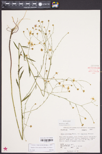 Symphyotrichum subulatum var. ligulatum image