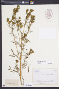 Tagetes minuta image