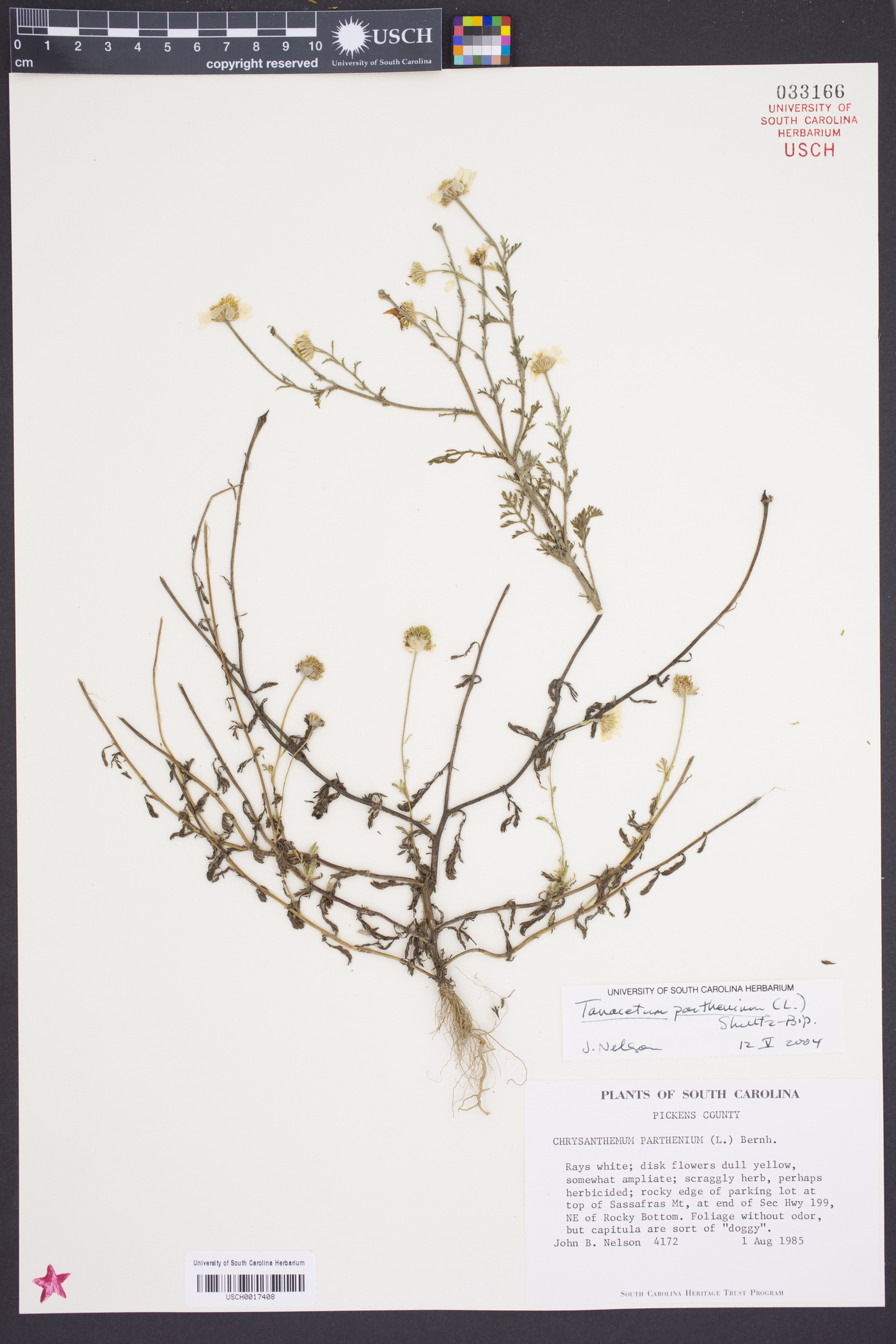 Chrysanthemum parthenium image