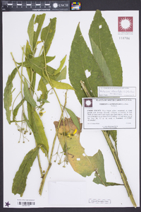 Verbesina alternifolia image