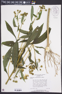 Verbesina alternifolia image