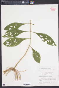 Verbesina alternifolia image