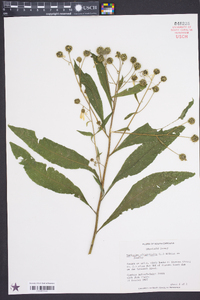 Verbesina alternifolia image