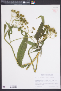 Verbesina alternifolia image