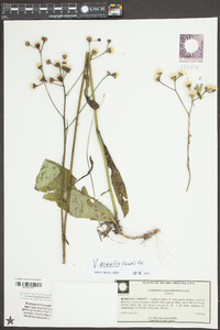 Vernonia acaulis image