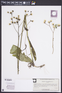 Vernonia acaulis image