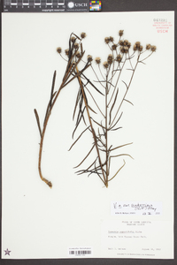 Vernonia angustifolia image