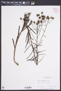 Vernonia angustifolia var. scaberrima image