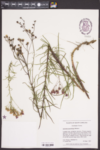 Vernonia angustifolia image