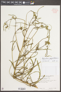 Helianthus angustifolius image