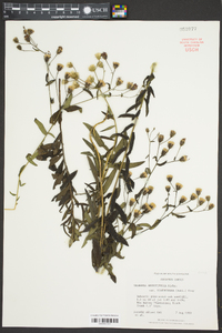 Vernonia angustifolia var. scaberrima image