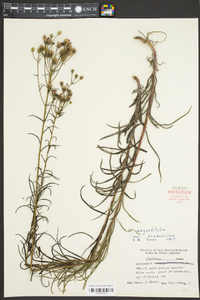 Vernonia angustifolia var. scaberrima image