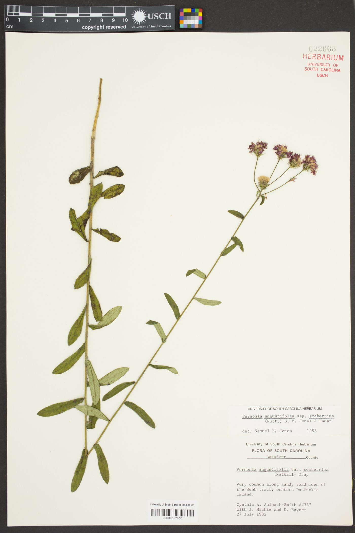 Vernonia angustifolia subsp. scaberrima image