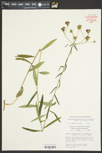 Vernonia angustifolia subsp. scaberrima image