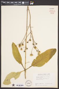 Vernonia acaulis image