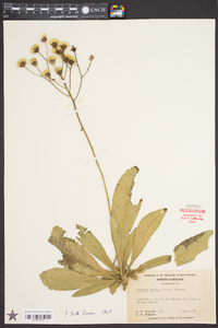 Vernonia acaulis image