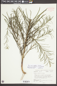 Vernonia angustifolia image