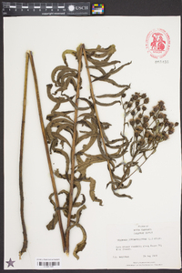 Vernonia noveboracensis image