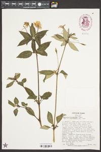 Impatiens platypetala image