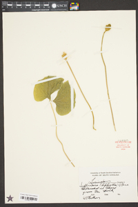 Jeffersonia diphylla image