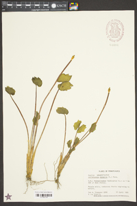 Jeffersonia diphylla image