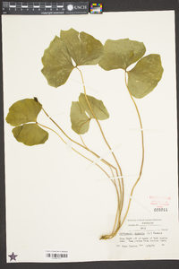 Jeffersonia diphylla image