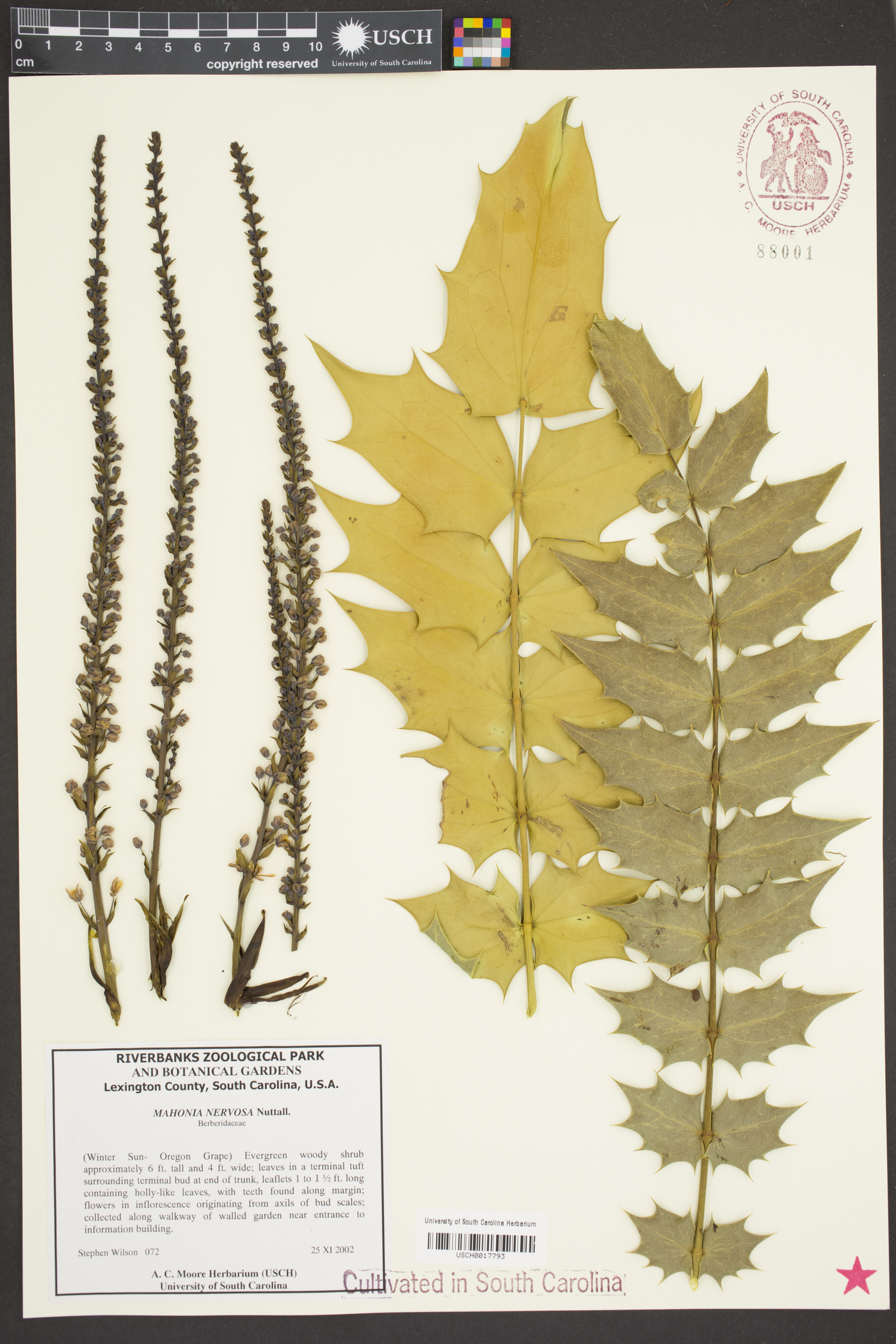 Mahonia nervosa image